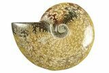 Polished Ammonite (Cleoniceras) Fossil - Madagascar #266310-1